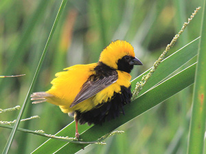 Vignette oiseaux Senegal-300-H-3474-1280.jpg